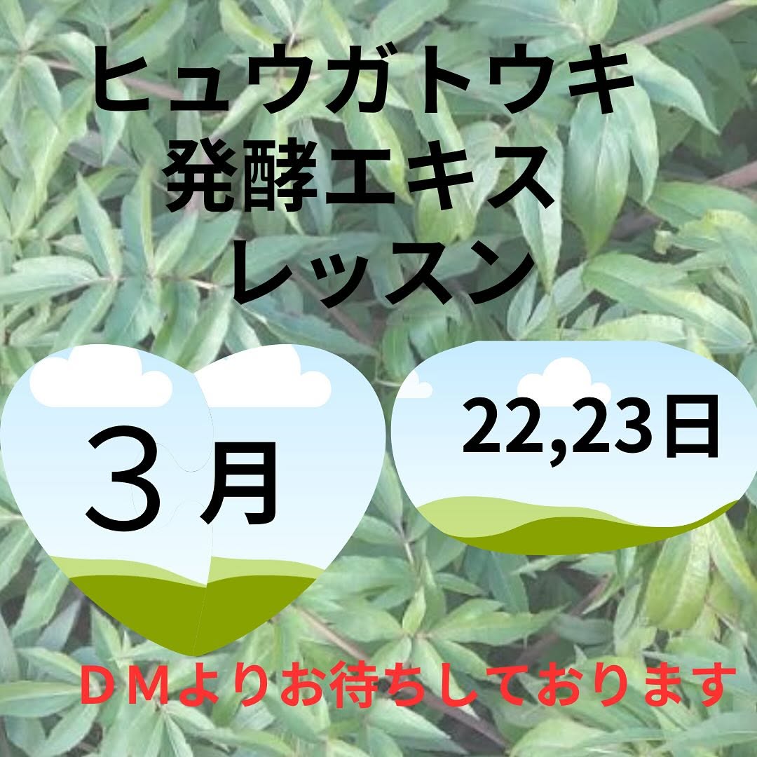 《浜松》3/22, 23<br>発酵エキスレッスン<br>ヒュウガトウキ<br>(日本山人参)