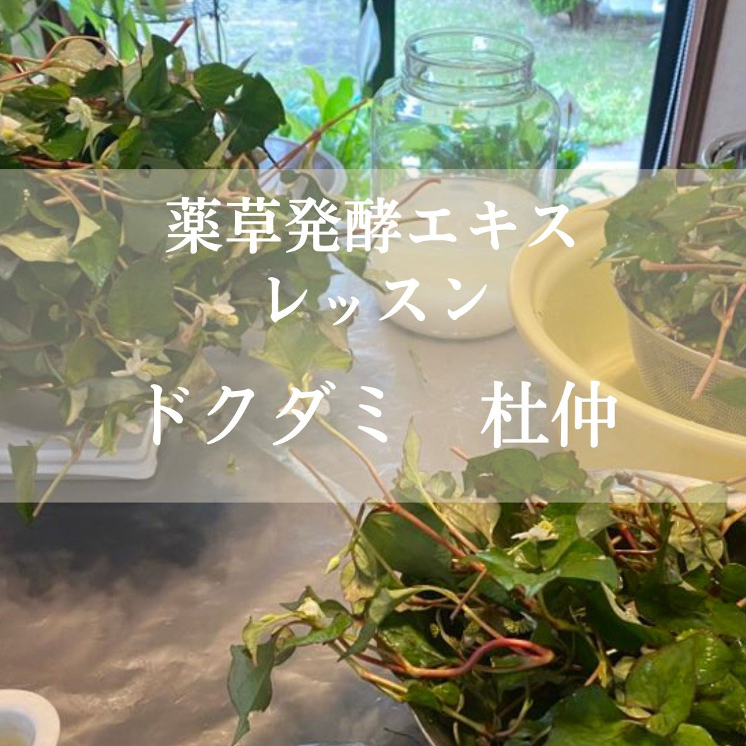 《浜松》5/25<br>発酵エキスレッスン<br>ドクダミ・杜仲