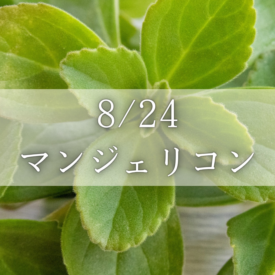 《浜松》8/24<br>発酵エキスレッスン<br>マンジェリコン