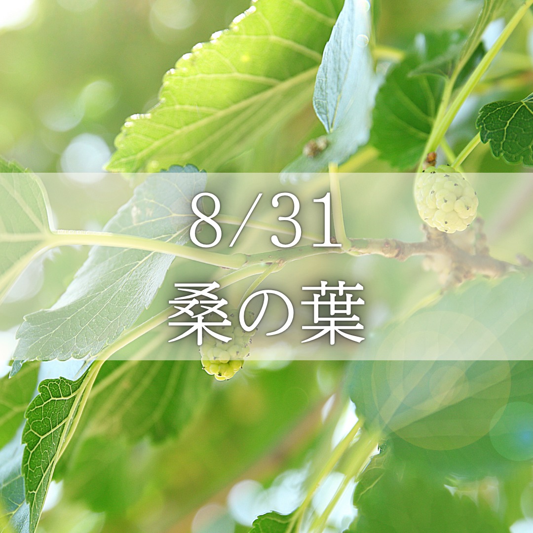《浜松》8/31<br>発酵エキスレッスン<br>桑の葉