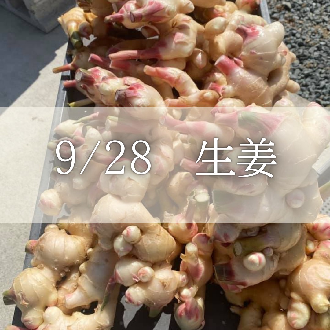 《浜松》9/28<br>発酵エキスレッスン<br>新生姜