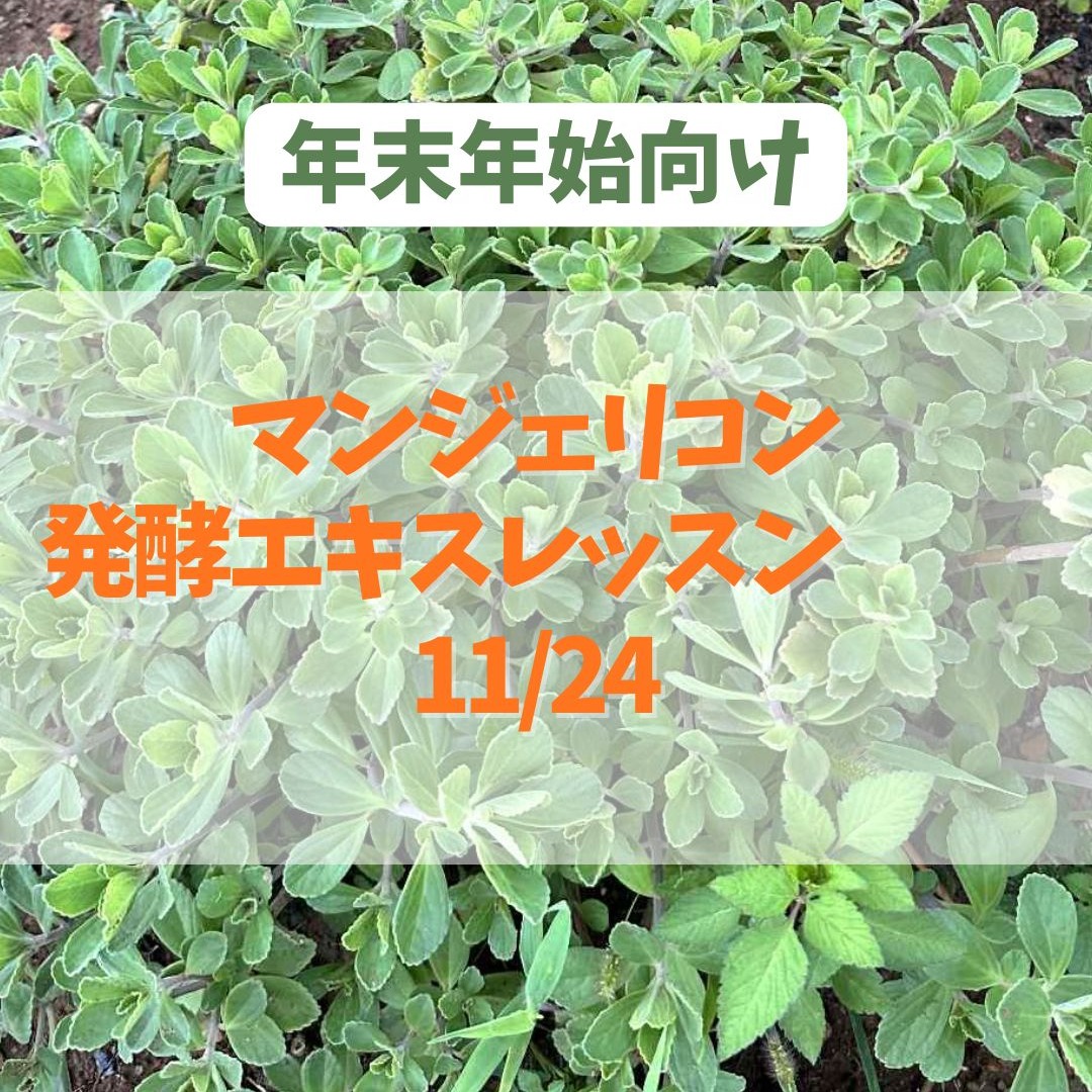 《浜松》11/24<br>発酵エキスレッスン<br>マンジェリコン