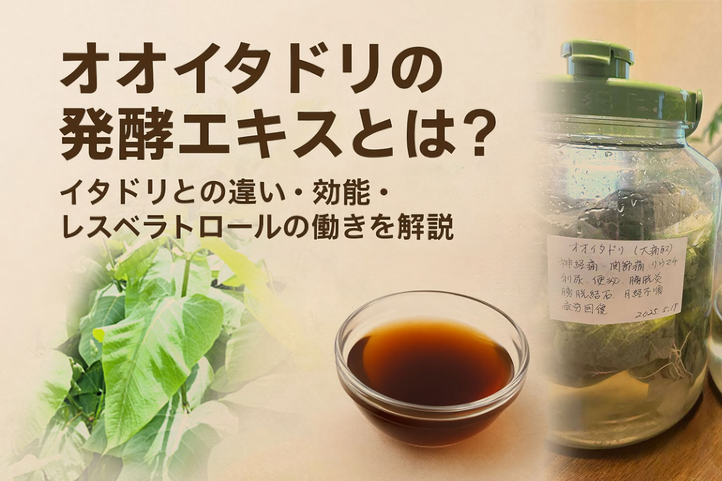 オオイタドリの発酵エキスとは？イタドリとの違い・効能・レスベラトロールの働きを解説