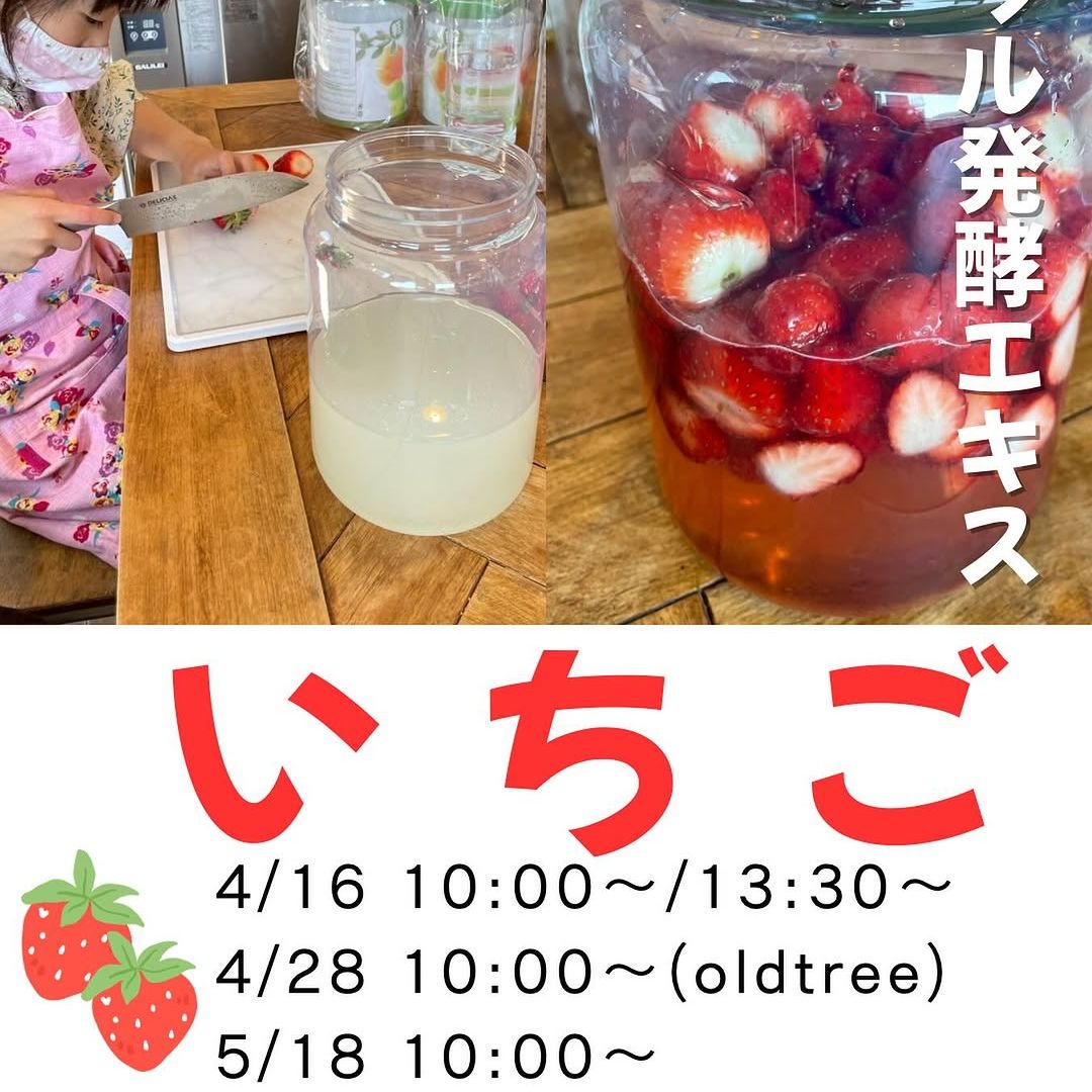 《浜松・富士》4/16, 4/28, 5/18<br>発酵エキス教室<br>いちご
