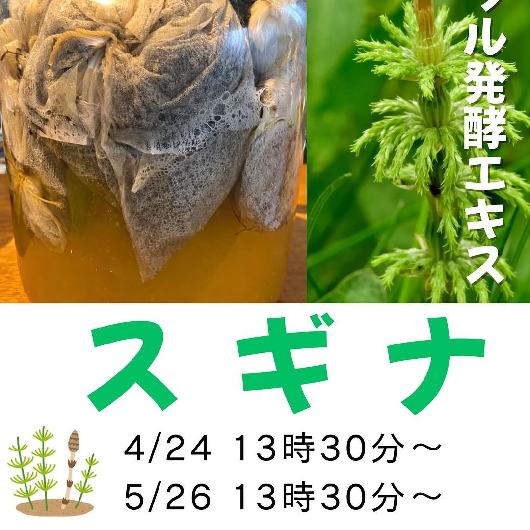 《浜松》4/24, 5/26<br>発酵エキス教室<br>スギナ