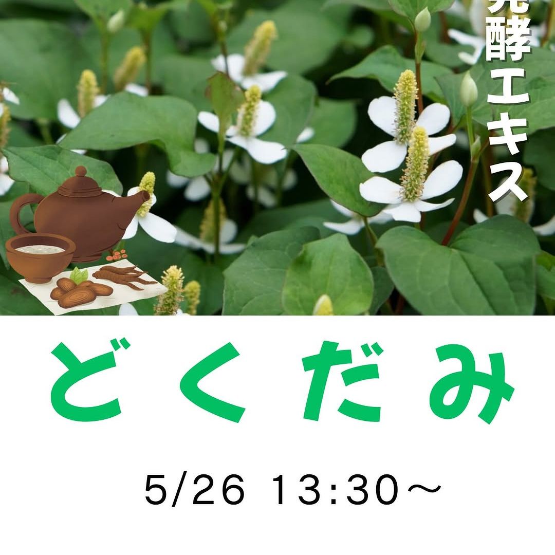 《浜松》5/26<br>発酵エキス教室<br>ドクダミ