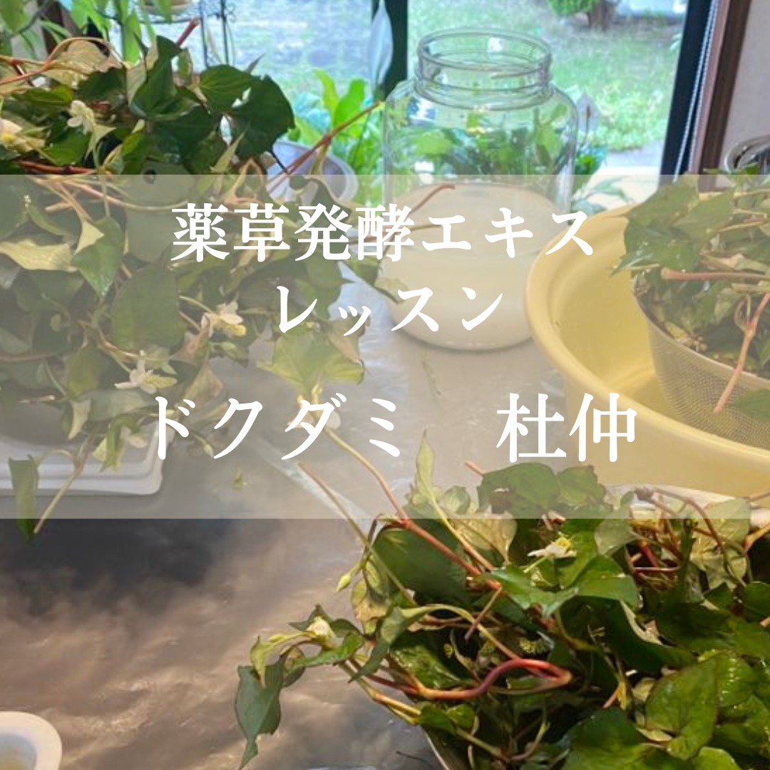 《浜松本校》5/10, 5/17<br>発酵エキスレッスン<br>杜仲（とちゅう）・ドクダミ
